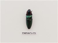 藏品(叩頭蟲(2))的圖片